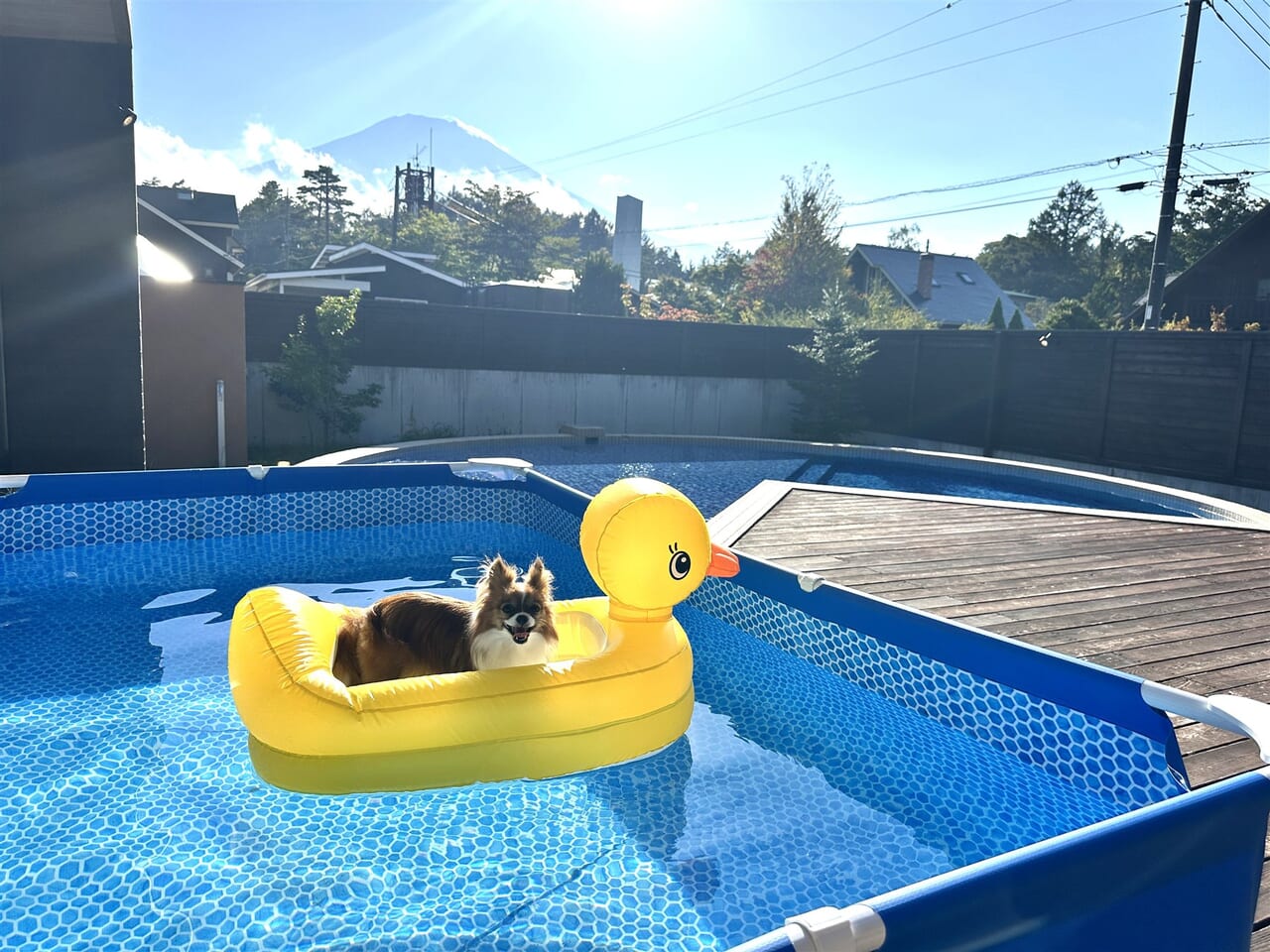 愛犬用プールでくつろぐ愛犬