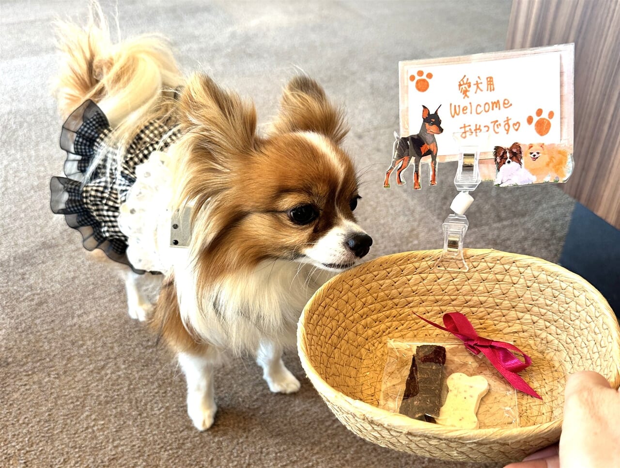愛犬との滞在